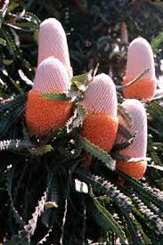 Banksia Prionotes 140mm