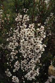 Leptospermum 'Starlights' 200mm