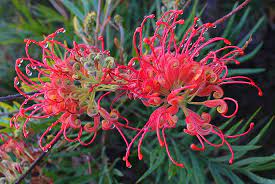 Grevillea 'Robyn Gordon' 200mm