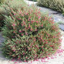 Eremophila maculata Cerise 140mm