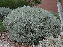 Eremophila glabra 'Silverball' 200mm