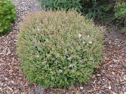 Leptospermum rotundifoilum 'Bobbles' 140mm