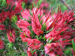 Darwinia Grandiflora 140mm