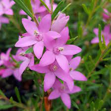 Crowea exalata  'Southern Stars' 140mm