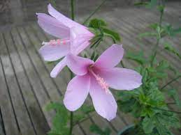 Hibiscus Geranioides 'La Belle' 140 mm