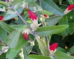 Gastrolobium 'Swan River Pea' 200mm