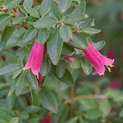 Correa Dusky Bells 70mmTube