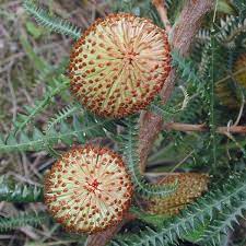 Banksia dryandroides 140mm