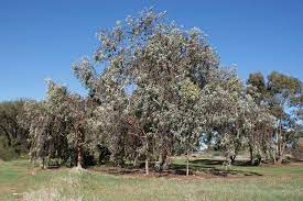 Eucalyptus Woodwardii 140mm