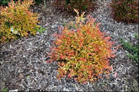 Acmena 'Orange Crush' Lilly Pilly 200mm