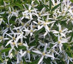 Clematis 'Southern Stars' 140mm