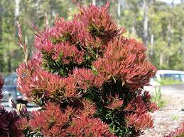 Callistemon hybrid 'Baby Glow' 140mm