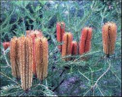 Banksia Ericifolia 'Golden Girl' 200mm