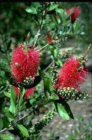 Callistemon 'Demesne Rowena' 140mm