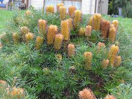 Banksia spinulosa 'Black Magic' 140mm