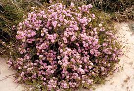 Beaufortia schaueri 140mm