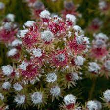 Serruria 'Raspberry Burst' 140mm