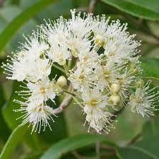 Backhousia Citriodora 200 mm