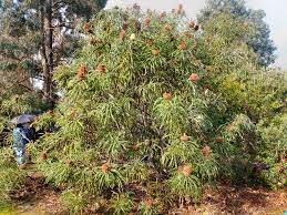 Dryandra speciosa  140mm