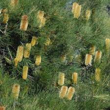 Banksia Tricuspis 'Pine Banksia' 140mm