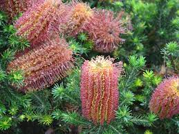 Banksia ericifolia 'Little Eric' 140mm