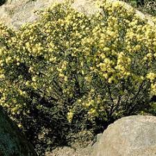 Phebalium Squamulosum 140mm