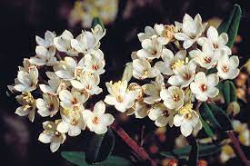 Phebalium Woombye 'White Form' 140mm