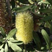 Banksia Sentinel 140mm