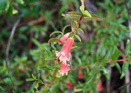 Correa pulchella 'Coffin Bay' 140mm