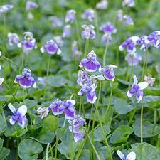Viola Hederacea  140mm