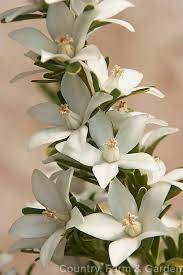 Crowea Exalata 'White Star' 140mm