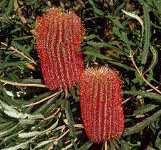 Banksia Brownii 140mm