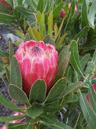 Protea 'Special Pink Ice' 180mm