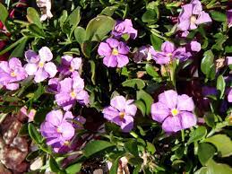 Scaevola Striata 'Pink Perfection' 140mm