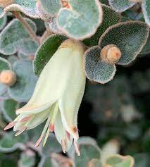 Correa reflexa 'Lime Twist' 140mm