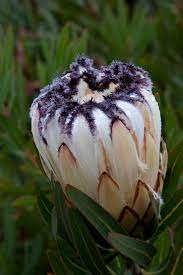 Protea 'Cream Mink' 140mm
