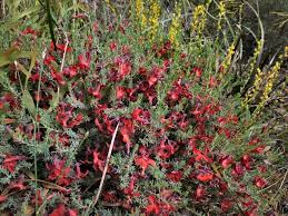Lechenaultia Formosa 'Upright Red' 140mm