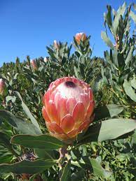 Protea 'Susara'  180mm