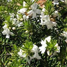 Westringia 'White Rambler' TUBE