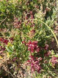 Seaberry Saltbush 200mm