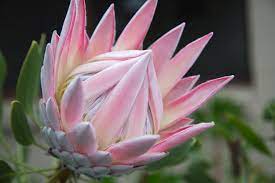 Protea 'King Pink' 200mm