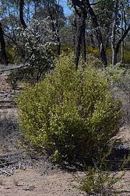 Phebalium Glandulosum 140 mm