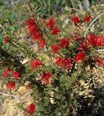 Beaufortia heterophylla 'Stirling Range Bottlebrush' 140mm