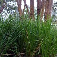 Lomandra 'Goldfields' 140mm