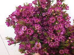 Chamelaucium Nina's Delight 140mm