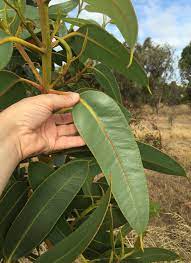 Eucalyptus Brandiana 140mm