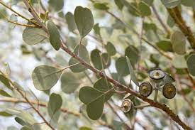 Eucalyptus websteriana 200mm