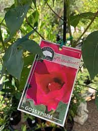 Gossypium hybrid Flirtatious 140mm