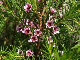 Chamelaucium 'Meringer Mist' 140mm