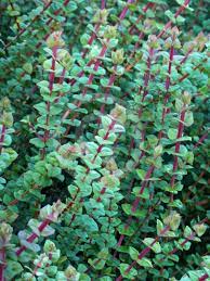 Hypocalymma Cordifolium 140mm